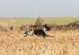 SETTER ANGLAIS 148